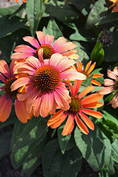 Color Coded Orange You Awesome Coneflower (Echinacea 'Orange You Awesome') at Golden Acre Home & Garden