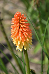 Pyromania Hot and Cold Torchlily (Kniphofia 'Hot and Cold') at Lakeshore Garden Centres