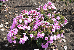 Garden Girls Uptown Girl Garden Phlox (Phlox paniculata 'Uptown Girl') at Lakeshore Garden Centres