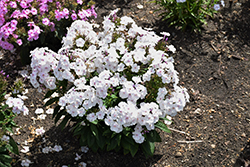 Garden Girls Party Girl Garden Phlox (Phlox paniculata 'Party Girl') at Lakeshore Garden Centres