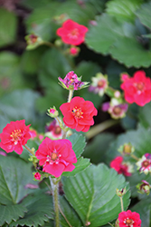 Berried Treasure Red Strawberry (Fragaria ananassa 'Berried Treasure Red') at Lakeshore Garden Centres