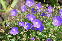 Violet Teacups Bellflower (Campanula carpatica 'Violet Teacups') at Lakeshore Garden Centres