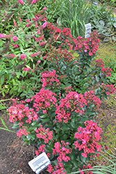 Barista Lava Java Crapemyrtle (Lagerstroemia 'Lava Java') at Lakeshore Garden Centres