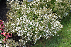 Festival Star Baby's Breath (Gypsophila paniculata 'Festival Star') at Peter Knippel Garden Centre