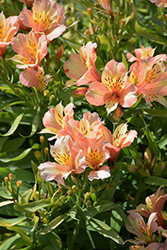 Inca Ice Alstroemeria (Alstroemeria 'Koice') at Lakeshore Garden Centres