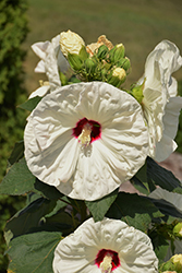 Old Yella Hibiscus (Hibiscus moscheutos 'Old Yella') at Lakeshore Garden Centres