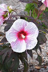 Kopper King Hibiscus (Hibiscus 'Kopper King') at Lakeshore Garden Centres