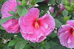 Fantasia Hibiscus (Hibiscus 'Fantasia') at Lakeshore Garden Centres