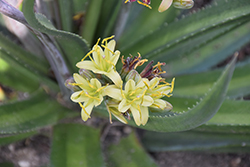 Shadow Waltz Mangave (Mangave 'Shadow Waltz') at Lakeshore Garden Centres
