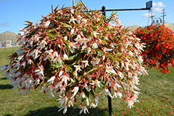 Bossa Nova Pure White Begonia (Begonia boliviensis 'Bossa Nova Pure White') at Lakeshore Garden Centres