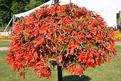 Bossa Nova Night Fever Papaya Begonia (Begonia boliviensis 'Bossa Nova Night Fever Papaya') at Lakeshore Garden Centres