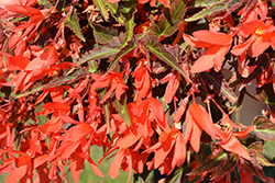 Bossa Nova Night Fever Papaya Begonia (Begonia boliviensis 'Bossa Nova Night Fever Papaya') at Lakeshore Garden Centres