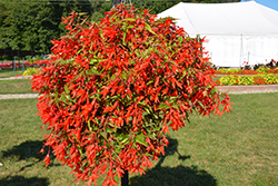 Bossa Nova Orange Begonia (Begonia boliviensis 'Bossa Nova Orange') at Lakeshore Garden Centres