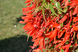 Bossa Nova Orange Begonia (Begonia boliviensis 'Bossa Nova Orange') at Lakeshore Garden Centres