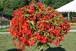 Bossa Nova Red Begonia (Begonia boliviensis 'Bossa Nova Red') at Lakeshore Garden Centres