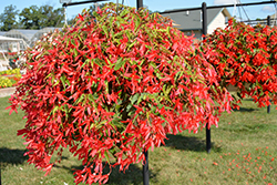 Bossa Nova Rose Begonia (Begonia boliviensis 'Bossa Nova Rose') at Lakeshore Garden Centres