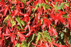 Bossa Nova Rose Begonia (Begonia boliviensis 'Bossa Nova Rose') at Lakeshore Garden Centres