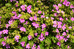 Snowstorm Rose Bacopa (Sutera cordata 'Snowstorm Rose') at Lakeshore Garden Centres
