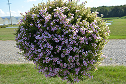 Snowstorm Pink Bacopa (Sutera cordata 'Snowstorm Pink') at Lakeshore Garden Centres