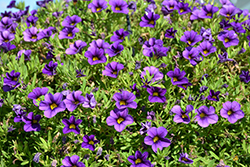 Superbells Tabletop Blue Calibrachoa (Calibrachoa 'INCALCOBLU') at Lakeshore Garden Centres