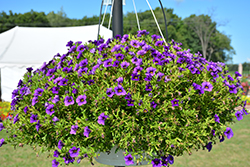 Superbells Tabletop Blue Calibrachoa (Calibrachoa 'INCALCOBLU') at Lakeshore Garden Centres
