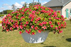 Superbells Tabletop Red Calibrachoa (Calibrachoa 'BBCAL83901') at Lakeshore Garden Centres