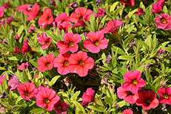 Superbells Tabletop Red Calibrachoa (Calibrachoa 'BBCAL83901') at Lakeshore Garden Centres