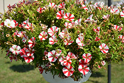 Peppy Red Petunia (Petunia 'Peppy Red') at Lakeshore Garden Centres