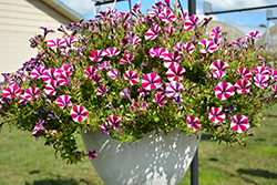 Peppy Burgundy Petunia (Petunia 'Peppy Burgundy') at Lakeshore Garden Centres