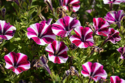 Peppy Burgundy Petunia (Petunia 'Peppy Burgundy') at Lakeshore Garden Centres