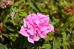 Origami Pink Petunia (Petunia 'Origami Pink') at Lakeshore Garden Centres