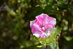 Origami Pink Star Petunia (Petunia 'Origami Pink Star') at Lakeshore Garden Centres