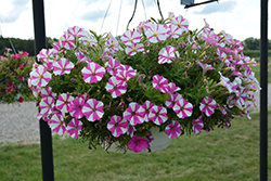 Peppy Pink Petunia (Petunia 'Peppy Pink') at Lakeshore Garden Centres