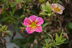 Aloha Nani Tropicana Calibrachoa (Calibrachoa 'Aloha Nani Tropicana') at Lakeshore Garden Centres