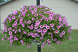 Bloomtastic Pink Flare Calibrachoa (Calibrachoa 'Bloomtastic Pink Flare') at Lakeshore Garden Centres