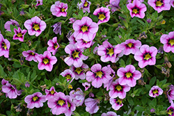 Bloomtastic Pink Flare Calibrachoa (Calibrachoa 'Bloomtastic Pink Flare') at Lakeshore Garden Centres