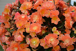 I'Conia Portofino Sunrise Begonia (Begonia 'I'Conia Portofino Sunrise') at Lakeshore Garden Centres