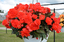 I'Conia Portofino Salmon Begonia (Begonia 'I'Conia Portofino Salmon') at Lakeshore Garden Centres
