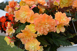 I'Conia Portofino Citrix Begonia (Begonia 'I'Conia Portofino Citrix') at Lakeshore Garden Centres