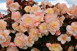 I'Conia Portofino Champagne Begonia (Begonia 'I'Conia Portofino Champagne') at Lakeshore Garden Centres
