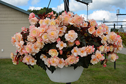 I'Conia Portofino Champagne Begonia (Begonia 'I'Conia Portofino Champagne') at Lakeshore Garden Centres