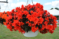 I'Conia Portofino Coral Begonia (Begonia 'I'Conia Portofino Coral') at Lakeshore Garden Centres