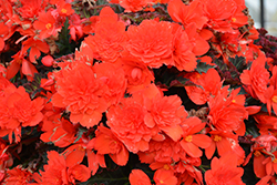 I'Conia Portofino Coral Begonia (Begonia 'I'Conia Portofino Coral') at Lakeshore Garden Centres