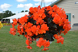 I'Conia Portofino Hot Orange Begonia (Begonia 'I'Conia Portofino Hot Orange') at Lakeshore Garden Centres