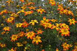 Taka Tuka Red Yellow Center (Bidens ferulifolia 'Taka Tuka Red Yellow Center') at Lakeshore Garden Centres