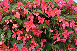 Funky Pink Begonia (Begonia 'Funky Pink') at Lakeshore Garden Centres