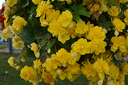 Nonstop Joy Yellow Begonia (Begonia 'Nonstop Joy Yellow') at Lakeshore Garden Centres