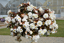Nonstop Joy Mocca White Begonia (Begonia 'Nonstop Joy Mocca White') at Lakeshore Garden Centres