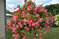 Funky Light Pink Begonia (Begonia 'Funky Light Pink') at Lakeshore Garden Centres