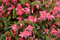 Funky Light Pink Begonia (Begonia 'Funky Light Pink') at Lakeshore Garden Centres